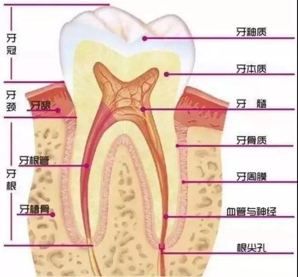 牙齒的組成結構圖.jpeg